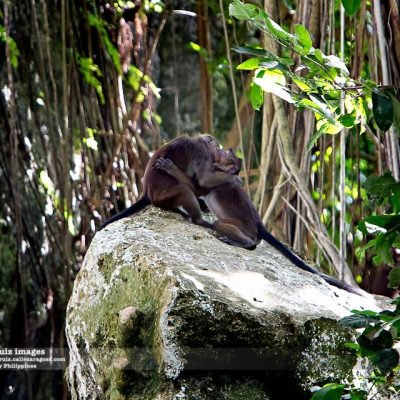 NATURE PARK 5